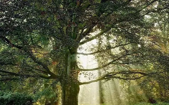 30缸一棵莫斯树造景,莫斯树和丹麦红玫瑰造景