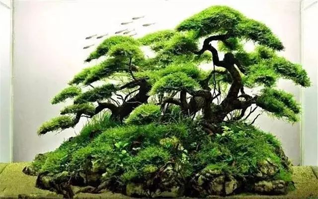 30缸一棵莫斯树造景,莫斯树和丹麦红玫瑰造景