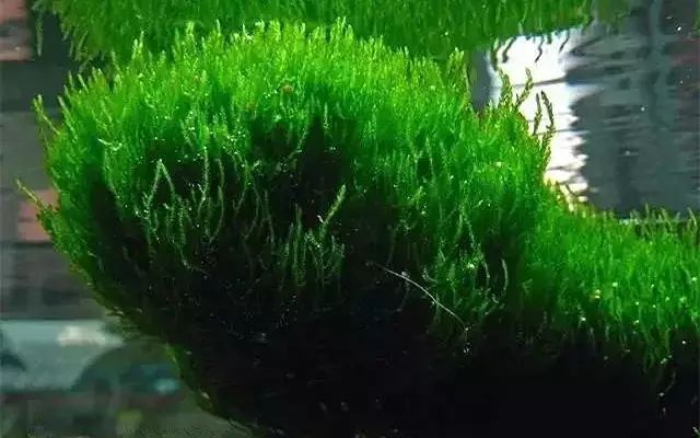 30缸一棵莫斯树造景,莫斯树和丹麦红玫瑰造景