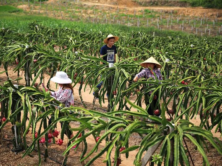 青秀区南阳镇古岳坡种植研学基地,南宁市青秀区南阳镇古岳坡