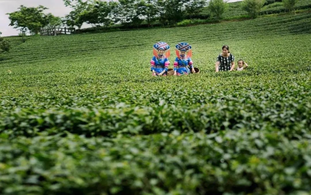 南宁上林亲子游,马山上林宾阳自驾游