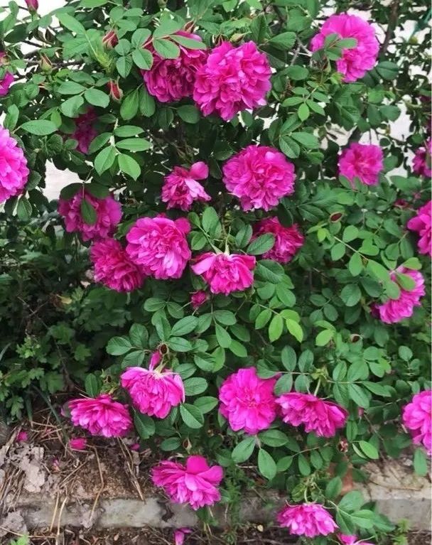 绿道有哪些科普,绿道花卉