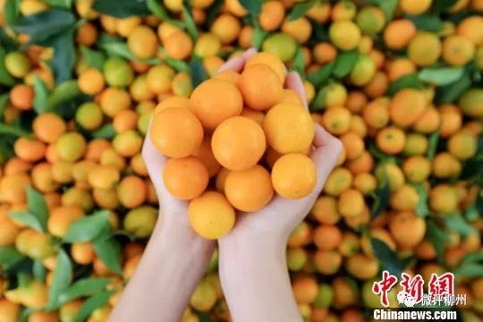 融安县贫困户脱贫,广西融安县沙子乡贫困农村