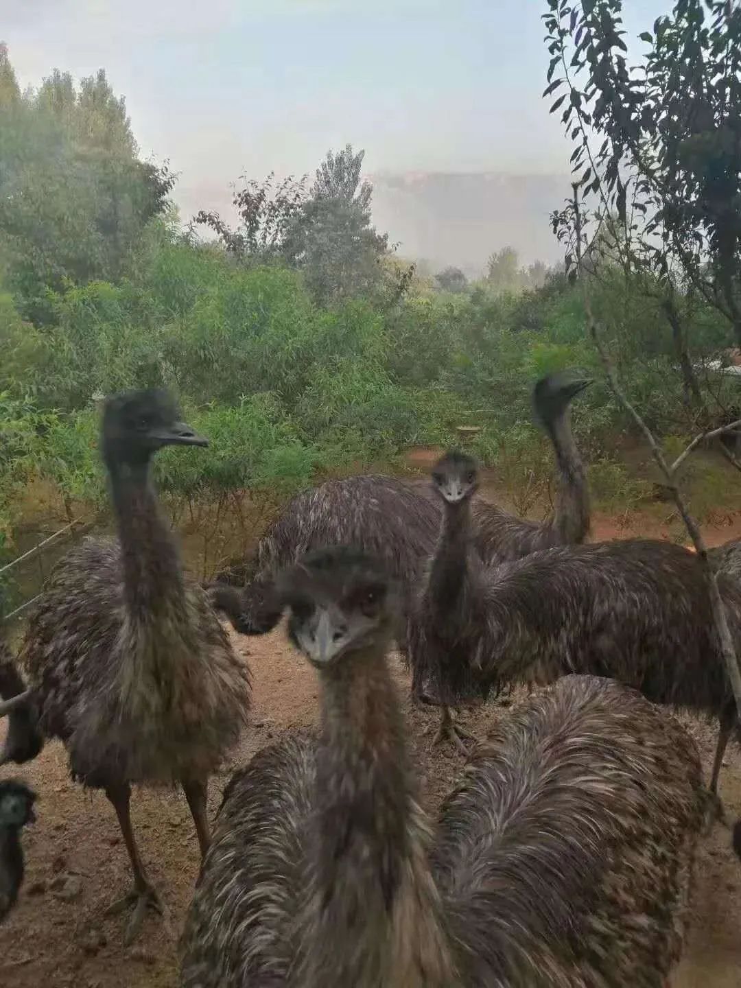 樱桃熟了五一好去处,采摘樱桃好去处五莲