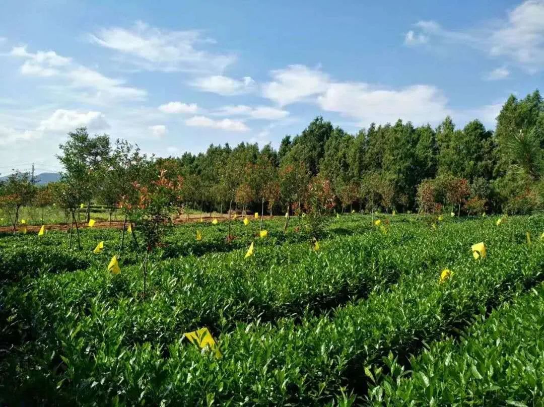 樱桃熟了五一好去处,采摘樱桃好去处五莲