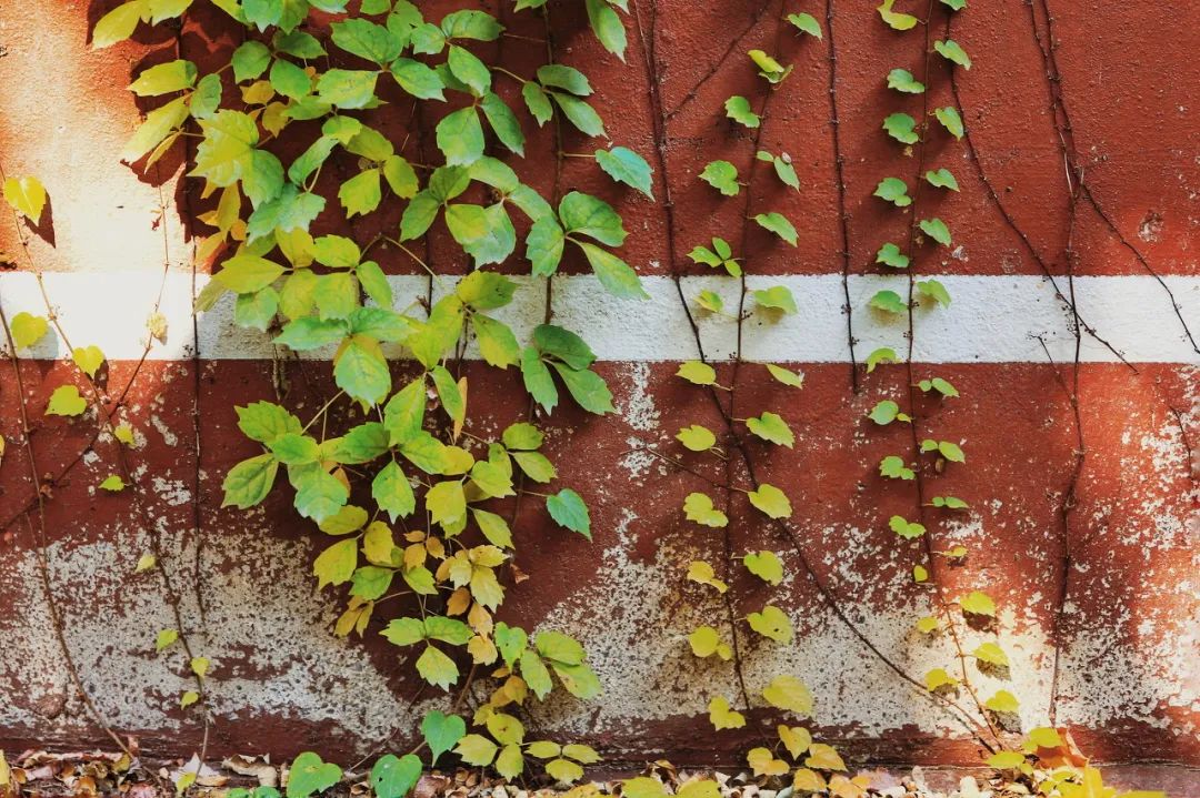 美过三亚！比厦门浪漫！中国这座海滨老城，去一次相当于环游世界