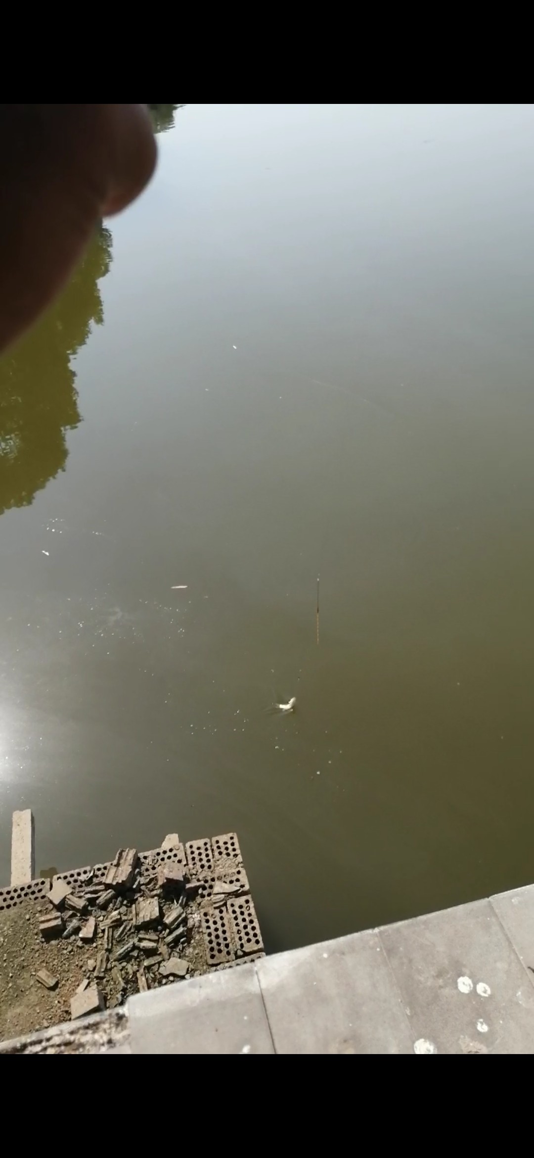 老钓友用什么钓鲫鱼,老钓友钓鱼技巧