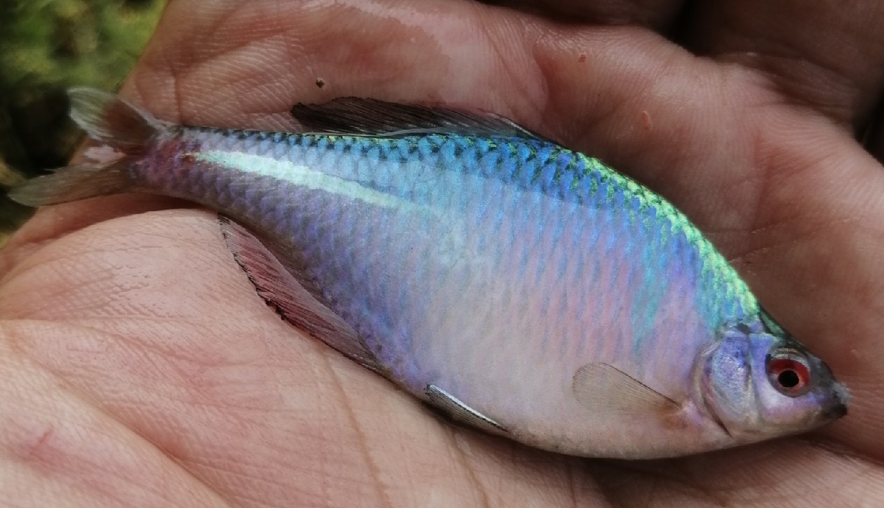 野钓小鱼闹窝怎么办用几号钩,野钓小鱼闹窝怎么解决