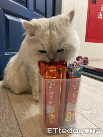 猫一直冲着主人喵喵叫为什么,猫突然特别粘人一直喵喵叫