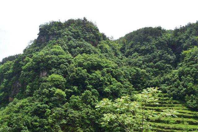 酿造百花蜜,酿造农家百花蜂蜜