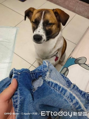 妈妈短裤被咬成破裤“洞洞超尴尬”　凶手冷看一眼淡定离场