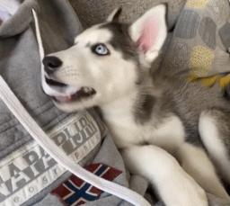 狗狗身上过敏症状,容易被忽视的狗病