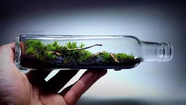 胶囊微景观,胶囊景观