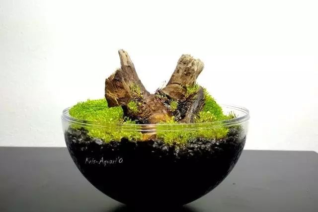 胶囊微景观,胶囊景观