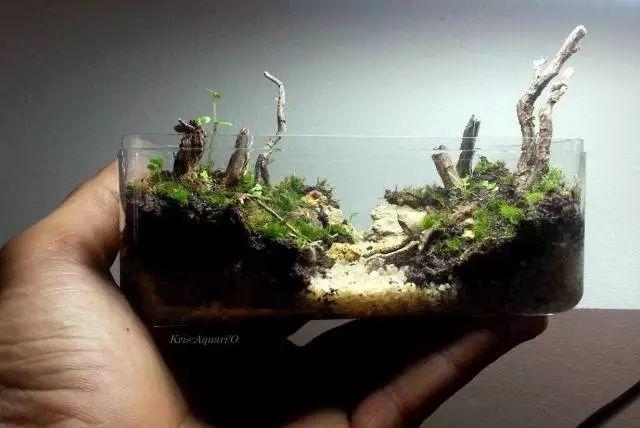 胶囊微景观,胶囊景观