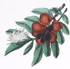 治疗口腔溃疡牙龈出血的喷雾剂,哪款中药牙膏养护牙龈