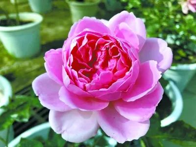 市花月季介绍,月季花在中国几个城市被选作市花