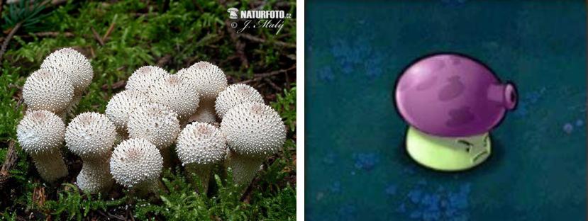 植物大战僵尸盘点那些奇葩的植物,植物大战僵尸最诡异的十大植物