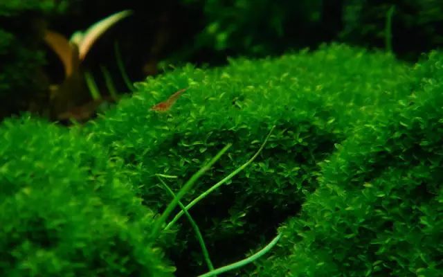 草缸适合养哪些冷水生物,纯绿苔缸适合养什么