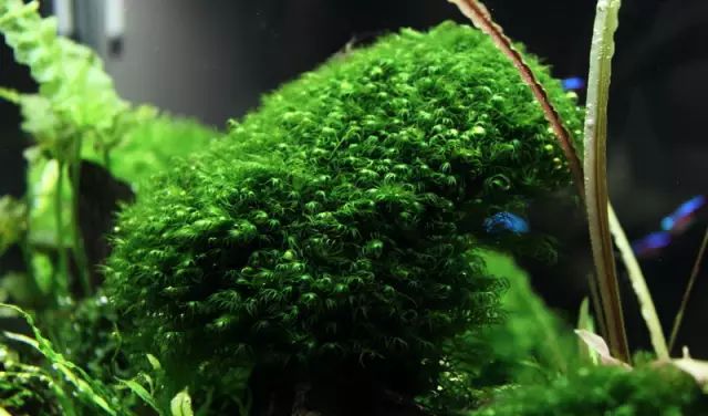 草缸适合养哪些冷水生物,纯绿苔缸适合养什么