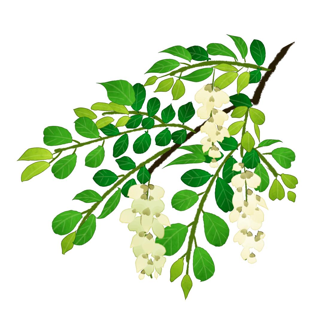 翠姐养生|寓意吉祥——槐花