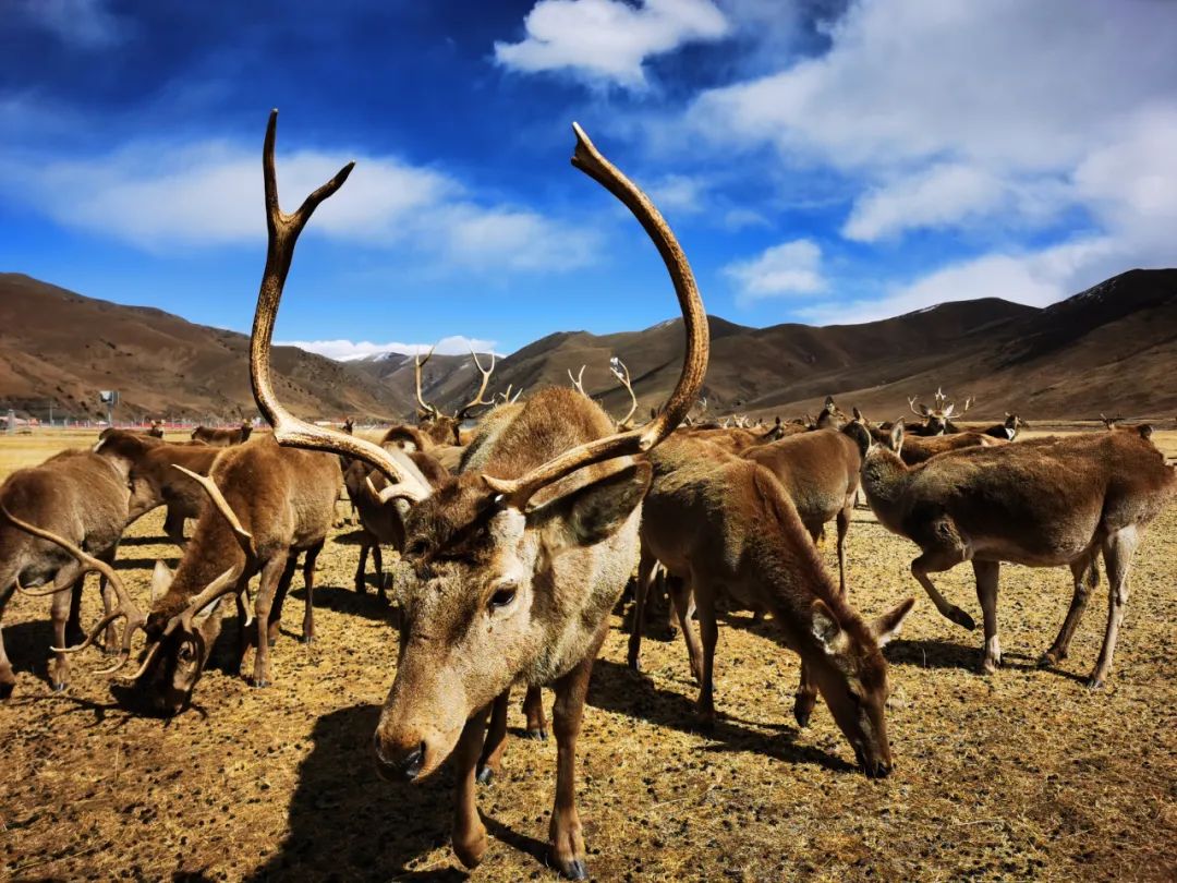 闈掕棌楂樺師涓婄殑椹箍,楂樺師涓婄殑椹箍