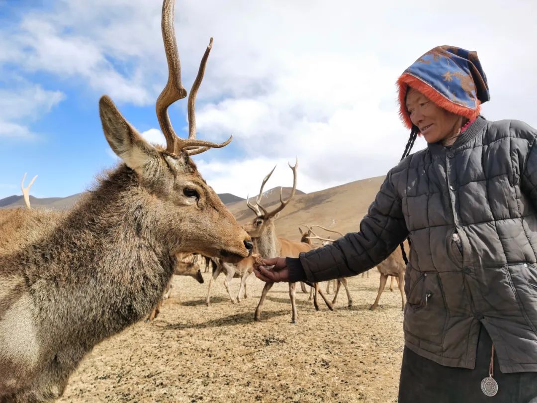 闈掕棌楂樺師涓婄殑椹箍,楂樺師涓婄殑椹箍