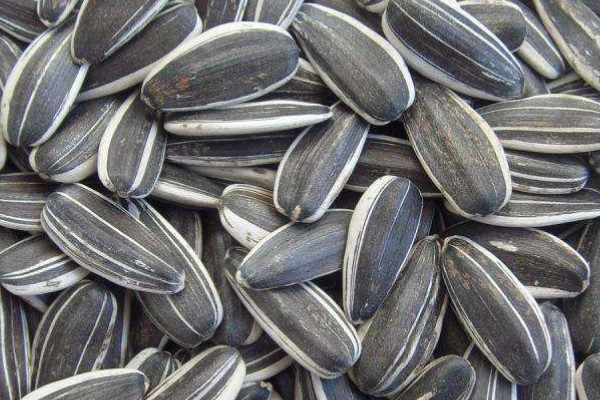 葵花籽苗的种植方法,葵花籽在哪个省种植