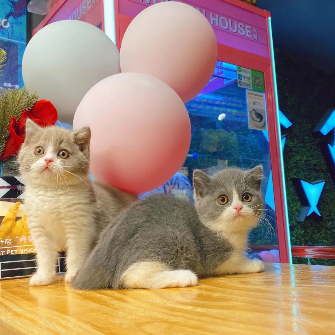 网友吸猫撸狗,吸猫撸狗的地方