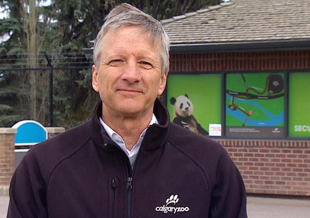 吃不到新鲜竹子的大熊猫提前回国,吃不到新鲜竹子