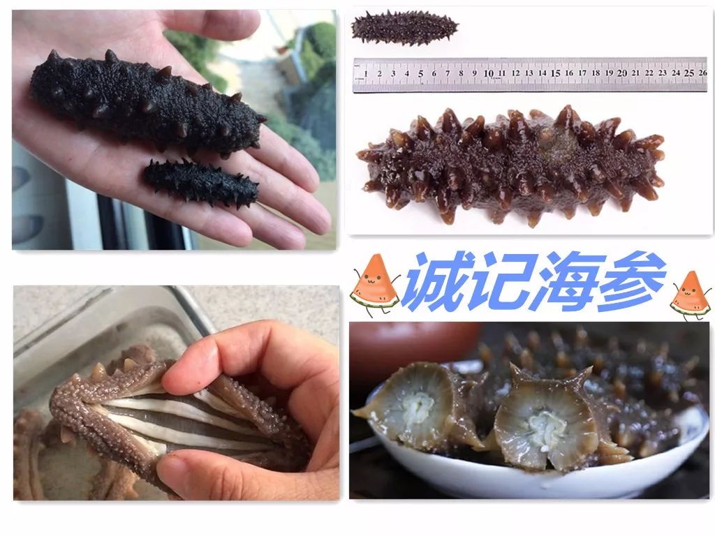 最新海参市场消息,海参市场靠谱吗