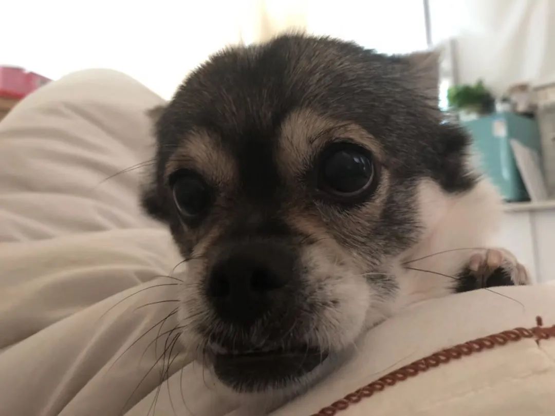 喷花露水驱蚊止痒,黄圣依代言的保湿防晒喷雾