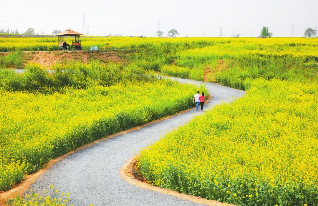 巨鹿今天新发生的事,巨鹿最新事件