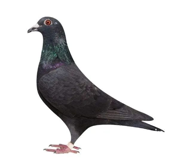 榄斿コ涔嬫．濠曟媺,姘告亽涔嬫．濠曟媺鐨偆