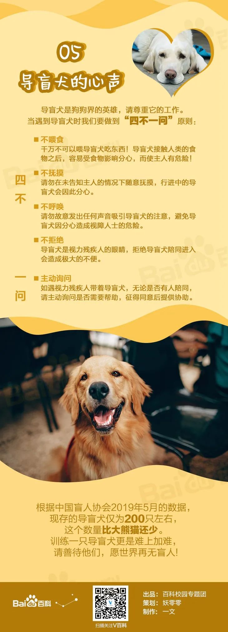导盲犬是什么品种的狗狗,导盲犬成长史详解