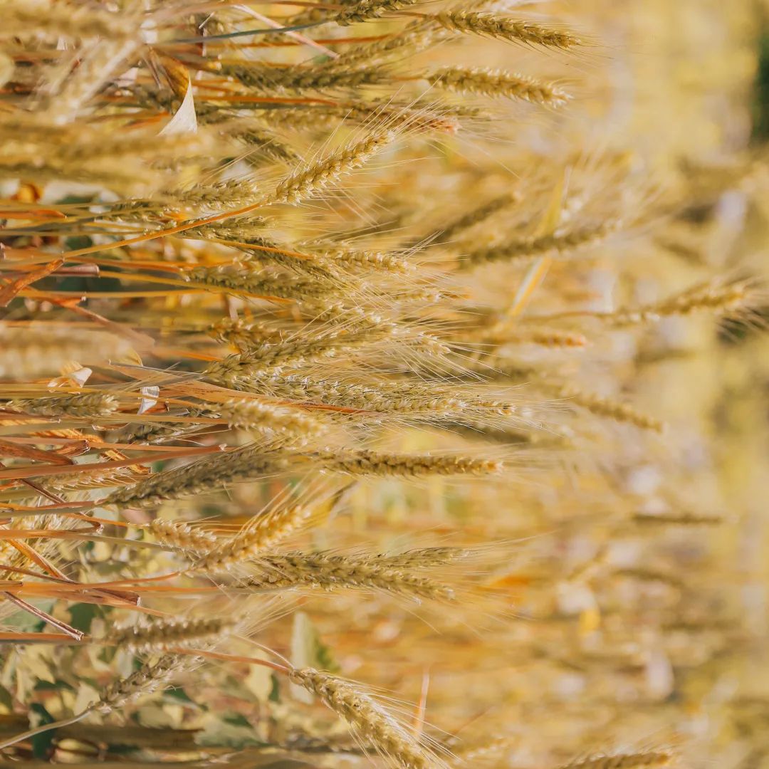 川大江安全景,川大江安校区地图高清