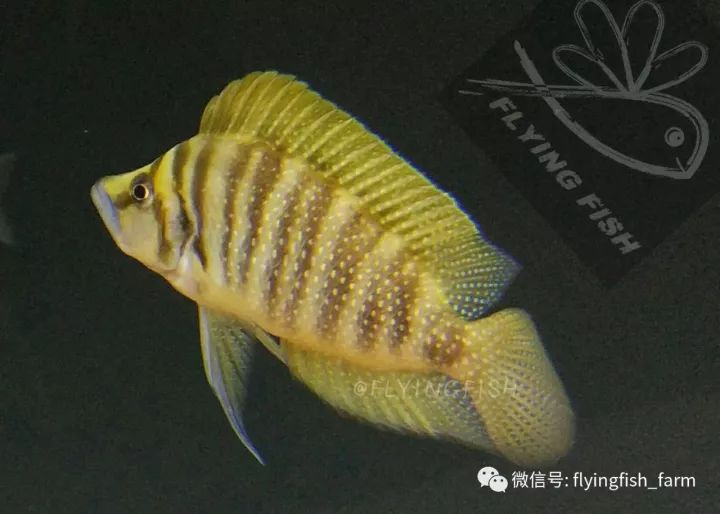 坦干喀伊湖纪录片全集,坦干伊喀湖图片