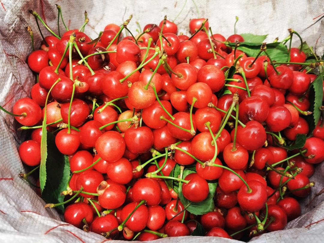 省内文旅复兴，打了个漂亮的翻身仗！周边游“解锁”，农家乐小院迎客来