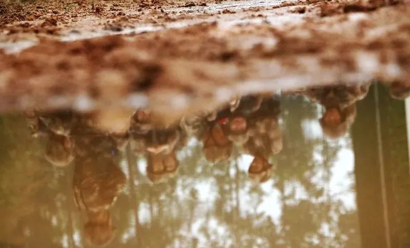 东部战区陆军下辖部队,北部战区陆军四个作战旅团