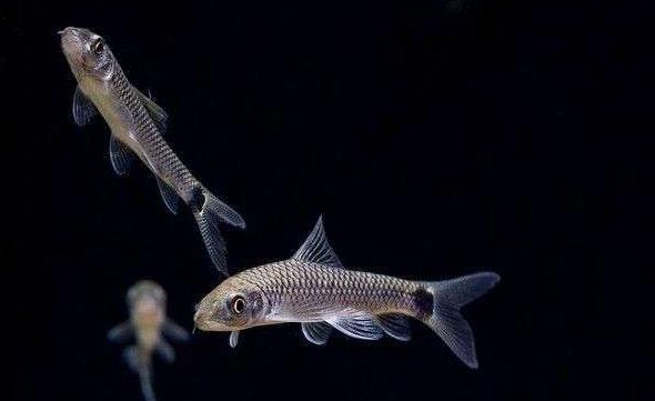 小猴飞狐黑毛藻克星,小猴飞狐和黑虾哪个好用