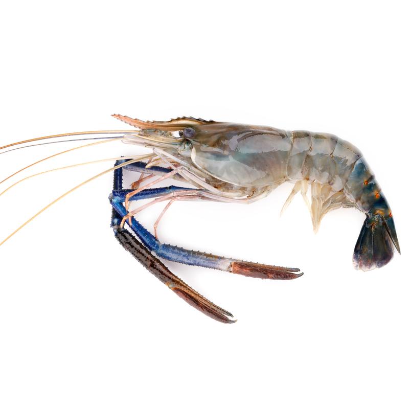 什么海鲜嘌呤低痛风可以吃,痛风海鲜嘌呤指数