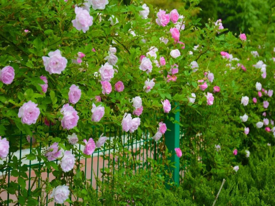 月季花开美的让人陶醉,青州市月季花节