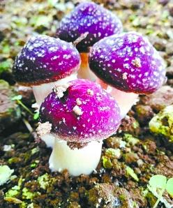 榆黄蘑立体种植,藜麦紫苏