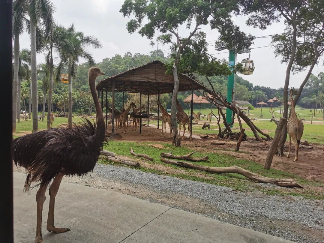 广州长隆野生动物世界何时建成,广州长隆野生动物园有白狮