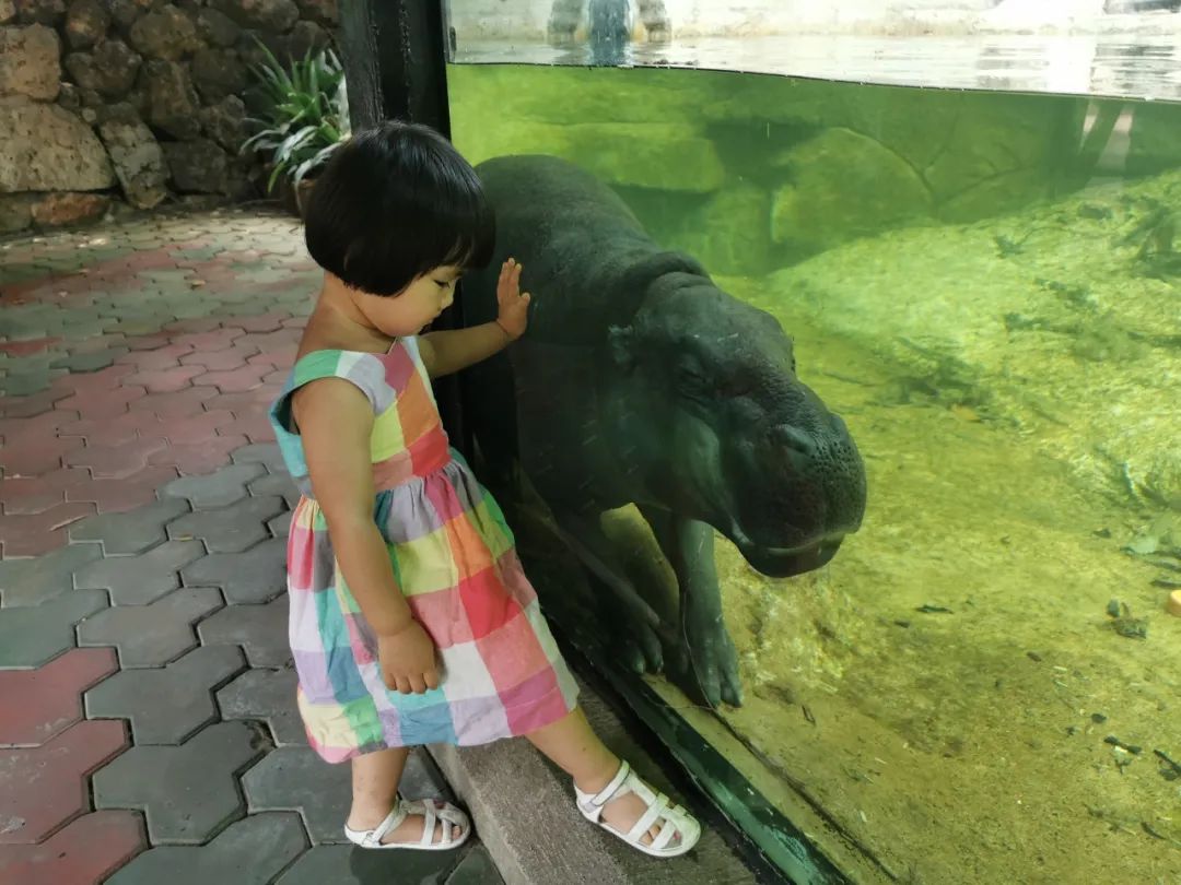 广州长隆野生动物世界何时建成,广州长隆野生动物园有白狮