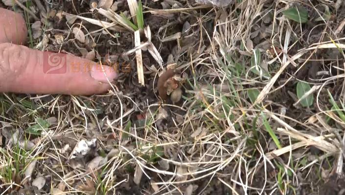 “软黄金”出土到上市！虫草商人的袖里乾坤竟是“摸手谈价”！