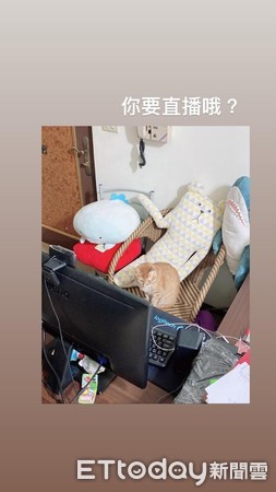 喵皇化身橘皮键盘！打到一半开咬