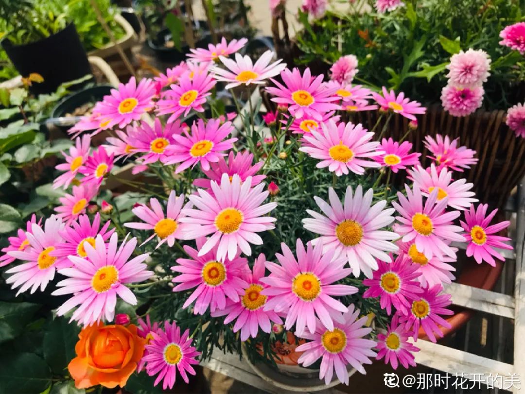 绿道科普展,绿道科普看初夏街头满目芳菲