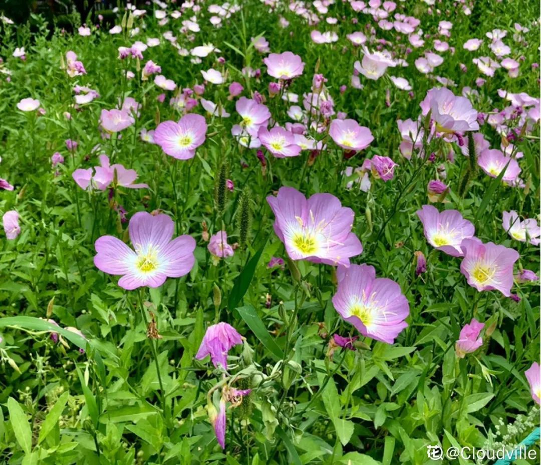 绿道有哪些科普,绿道花卉