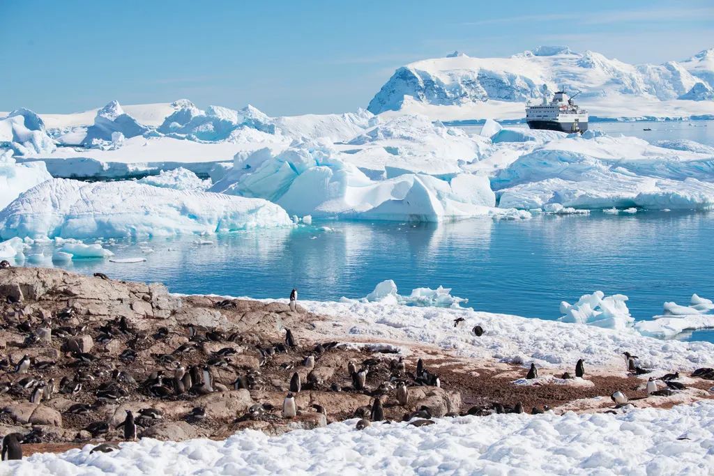 南极洲“绿雪”涌现,帝企鹅:泥土是什么?